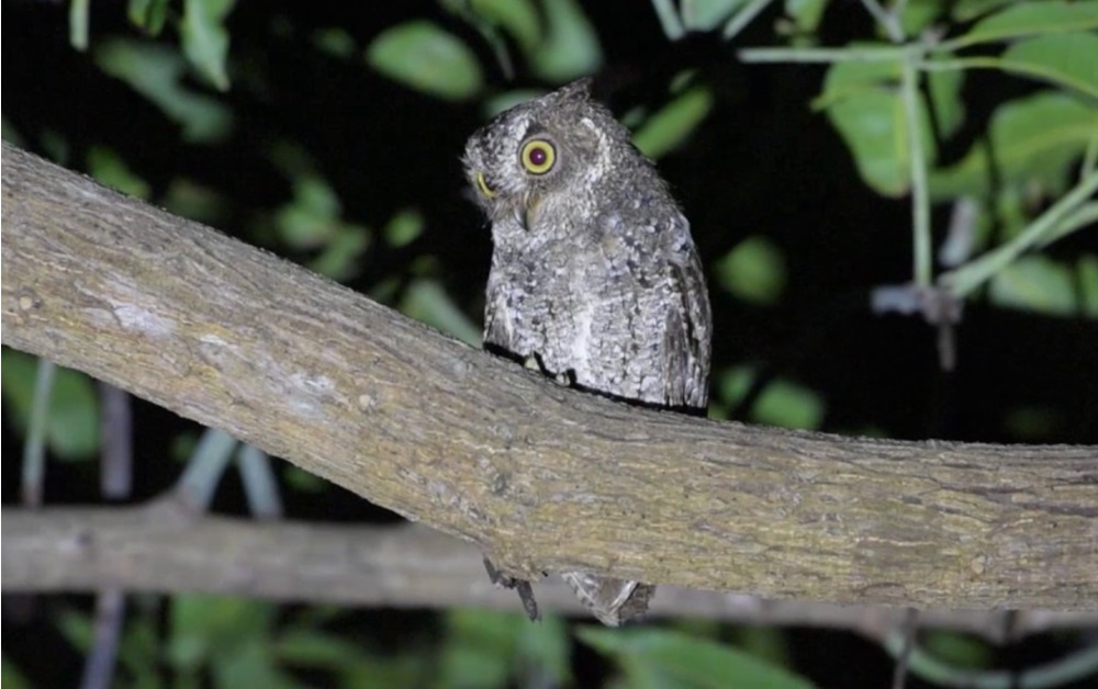 Asal Usul Nama Ormas Manguni Ternyata Dari Nama Burung Manguni Yang