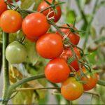 Manfaat tomat untuk sarapan setiap hari, buah tomat