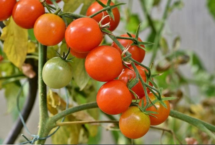 Manfaat tomat untuk sarapan setiap hari, buah tomat