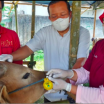 Hewan Kurban di Kabupaten Tangerang