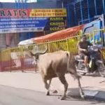 Sapi Berkeliaran di Jalan Raya