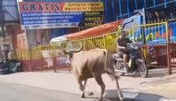 Sapi Berkeliaran di Jalan Raya