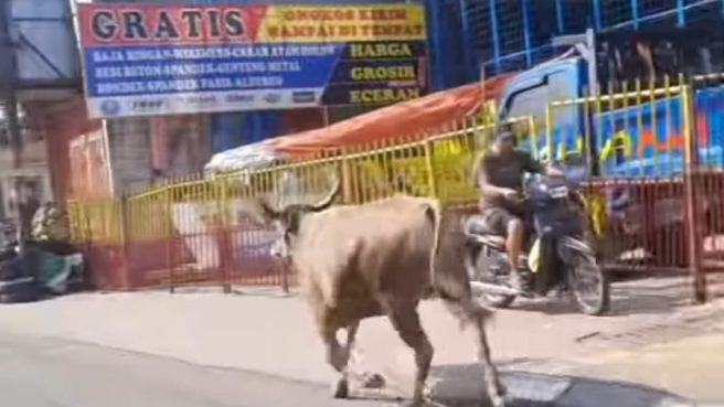 Sapi Berkeliaran di Jalan Raya