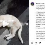 21 Kucing Mati Mendadak di Sunter