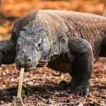 Populasi Komodo mengalami penurunan di tahun 2022