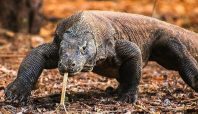 Populasi Komodo mengalami penurunan di tahun 2022