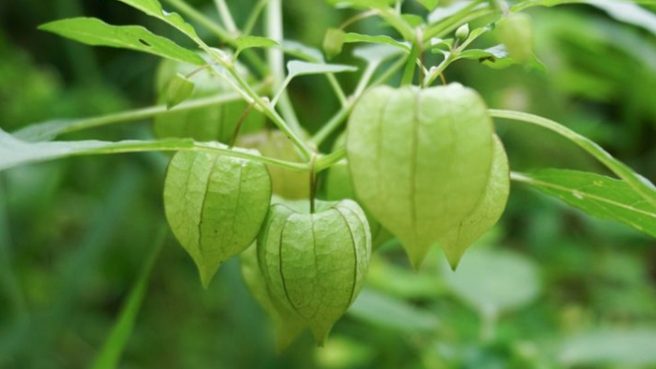 Bahaya Konsumsi Buah Ciplukan Mentah untuk kesehatan