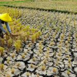 Banten siaga kekeringan