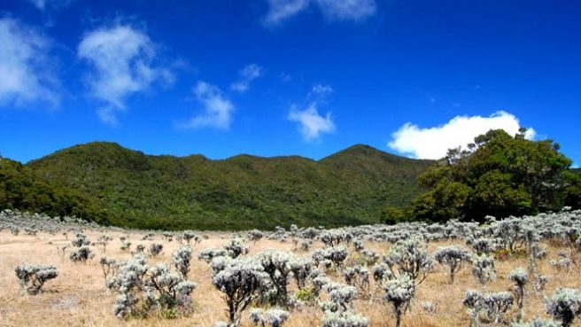 Gunung Gede Pangrango Diselimuti Embun Es