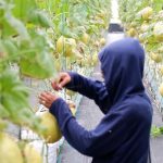 Akaruku Hydrofarm, wisata kebun petik melon di Cisauk