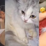 Tiga Wanita di Padang Cekoki Kucing Dengan Miras