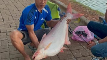 seorang warga yang tengah mancing di Situ Gintung berhasil memperoleh ikan dengan berat yang terbilang besar alias jumbo.