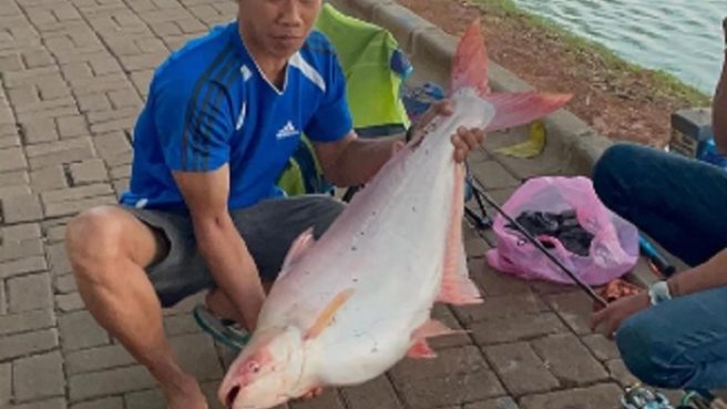 seorang warga yang tengah mancing di Situ Gintung berhasil memperoleh ikan dengan berat yang terbilang besar alias jumbo.