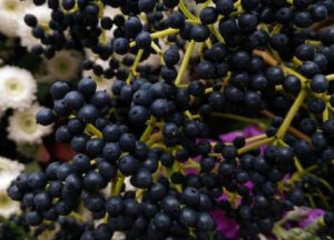 Elderberry