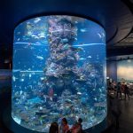 Wisata akuarium terbesar di dunia