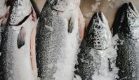 ikan salmon, cegah penuaan otak