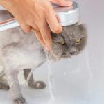 kucing tak suka kena air