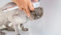 kucing tak suka kena air