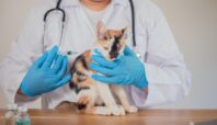 vaksin rabies gratis di tangerang