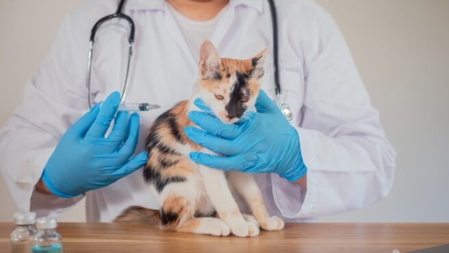 vaksin rabies gratis di tangerang