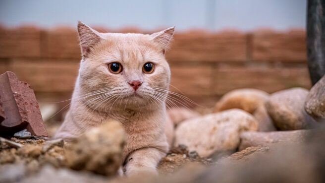 viral bapak kos makan daging kucing