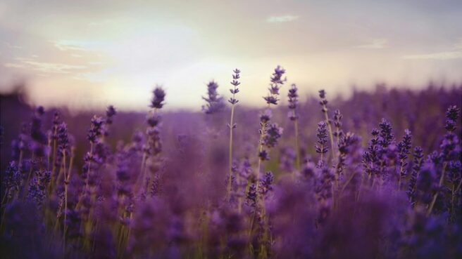 lavender marriage