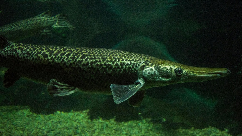 ikan aligator gar