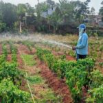 Makan bergizi gratis di Tangsel