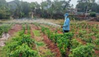 Makan bergizi gratis di Tangsel