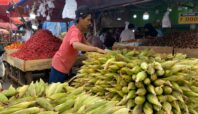 penjualan jagung di pasar ciputat