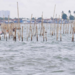 pembongkaran pagar laut tangerang