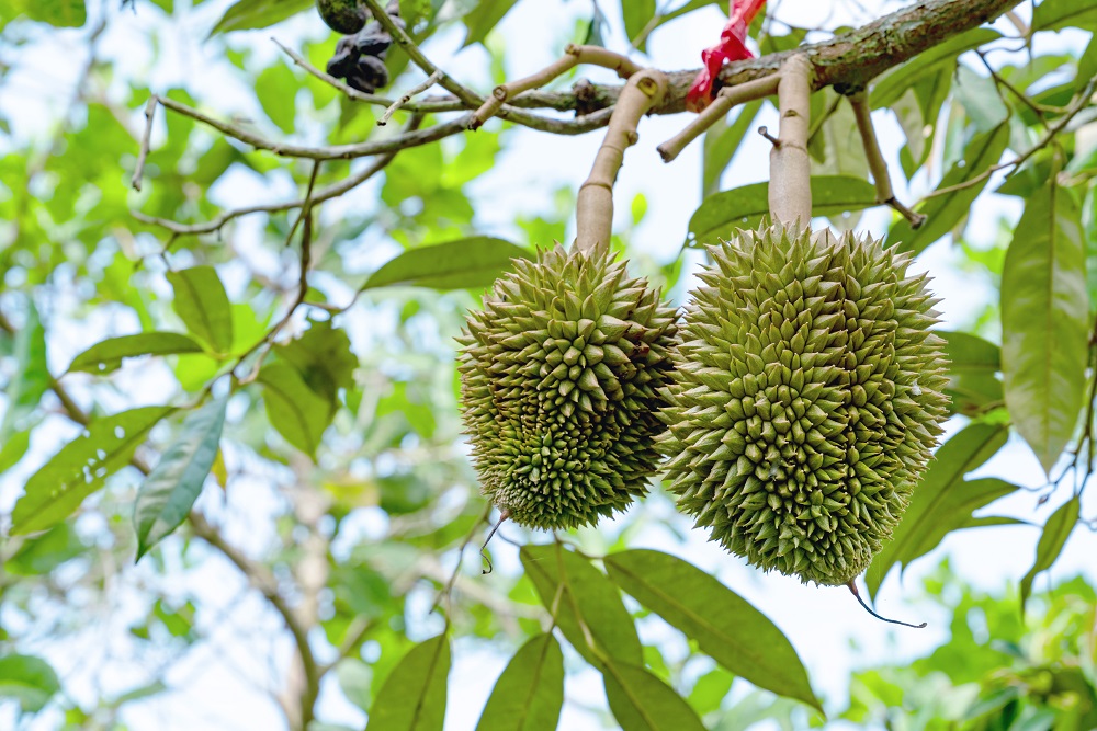 cara pilih durian