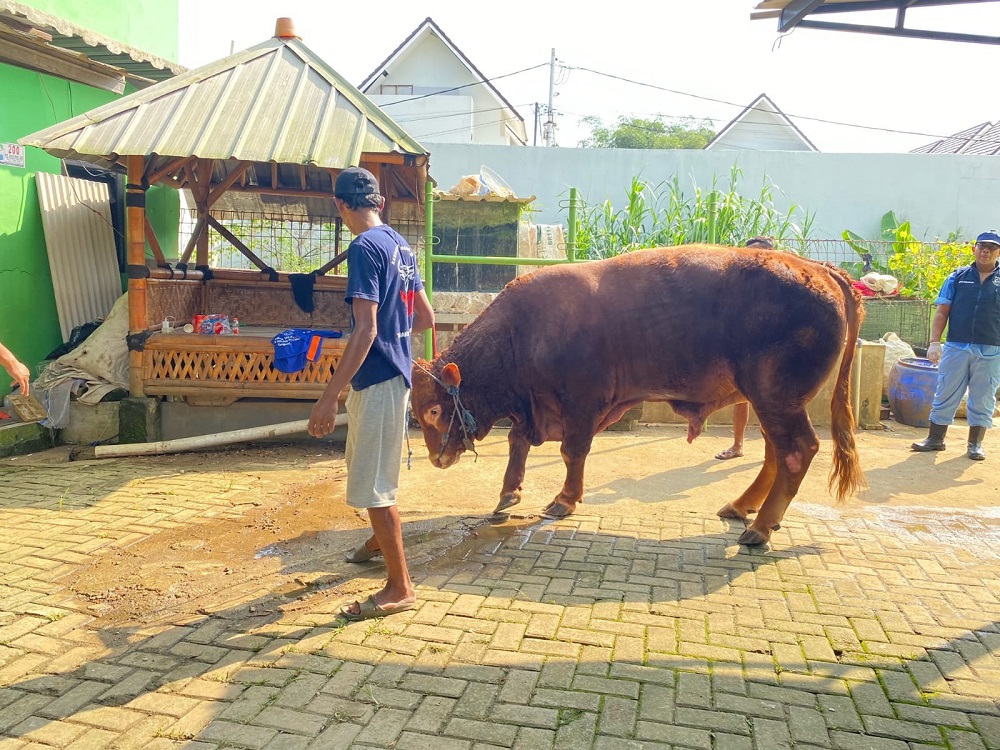sapi presiden prabowo