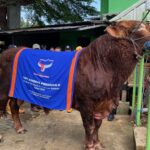 sapi presiden prabowo