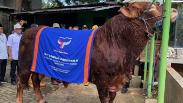 sapi presiden prabowo