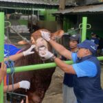 Dokter dari Puskeswan Tangsel saat sedang memeriksa kesehatan sapi kurban Presiden Prabowo Subianto, Rabu (28/5). Foto: Andre Pradana/Tangselife