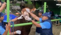 Dokter dari Puskeswan Tangsel saat sedang memeriksa kesehatan sapi kurban Presiden Prabowo Subianto, Rabu (28/5). Foto: Andre Pradana/Tangselife