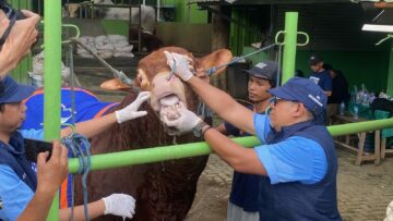 Dokter dari Puskeswan Tangsel saat sedang memeriksa kesehatan sapi kurban Presiden Prabowo Subianto, Rabu (28/5). Foto: Andre Pradana/Tangselife