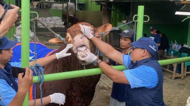 Dokter dari Puskeswan Tangsel saat sedang memeriksa kesehatan sapi kurban Presiden Prabowo Subianto, Rabu (28/5). Foto: Andre Pradana/Tangselife