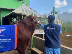 Sapi Kurban Presiden Prabowo di Tangsel Diklaim Terbesar se-Banten 2 Sapi kurban Presiden Prabowo