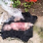 mayat bayi terbungkus plastik di Pondok Aren