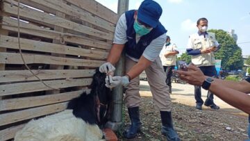 hewan kurban di tangsel