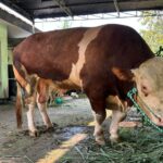 Penyembelihan sapi kurban Presiden Prabowo