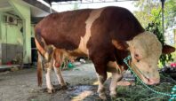 Penyembelihan sapi kurban Presiden Prabowo