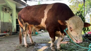 Penyembelihan sapi kurban Presiden Prabowo