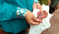 Terdapat tulisan nama pemberi korban dalam paru-paru sapi di Tangsel. Foto: ist