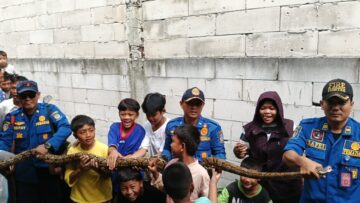 Damkar Tangsel evakuasi ular