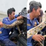 Evakuasi ular di dalam motor oleh Damkar Tangsel