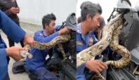 Evakuasi ular di dalam motor oleh Damkar Tangsel