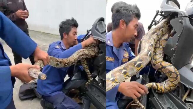 Evakuasi ular di dalam motor oleh Damkar Tangsel